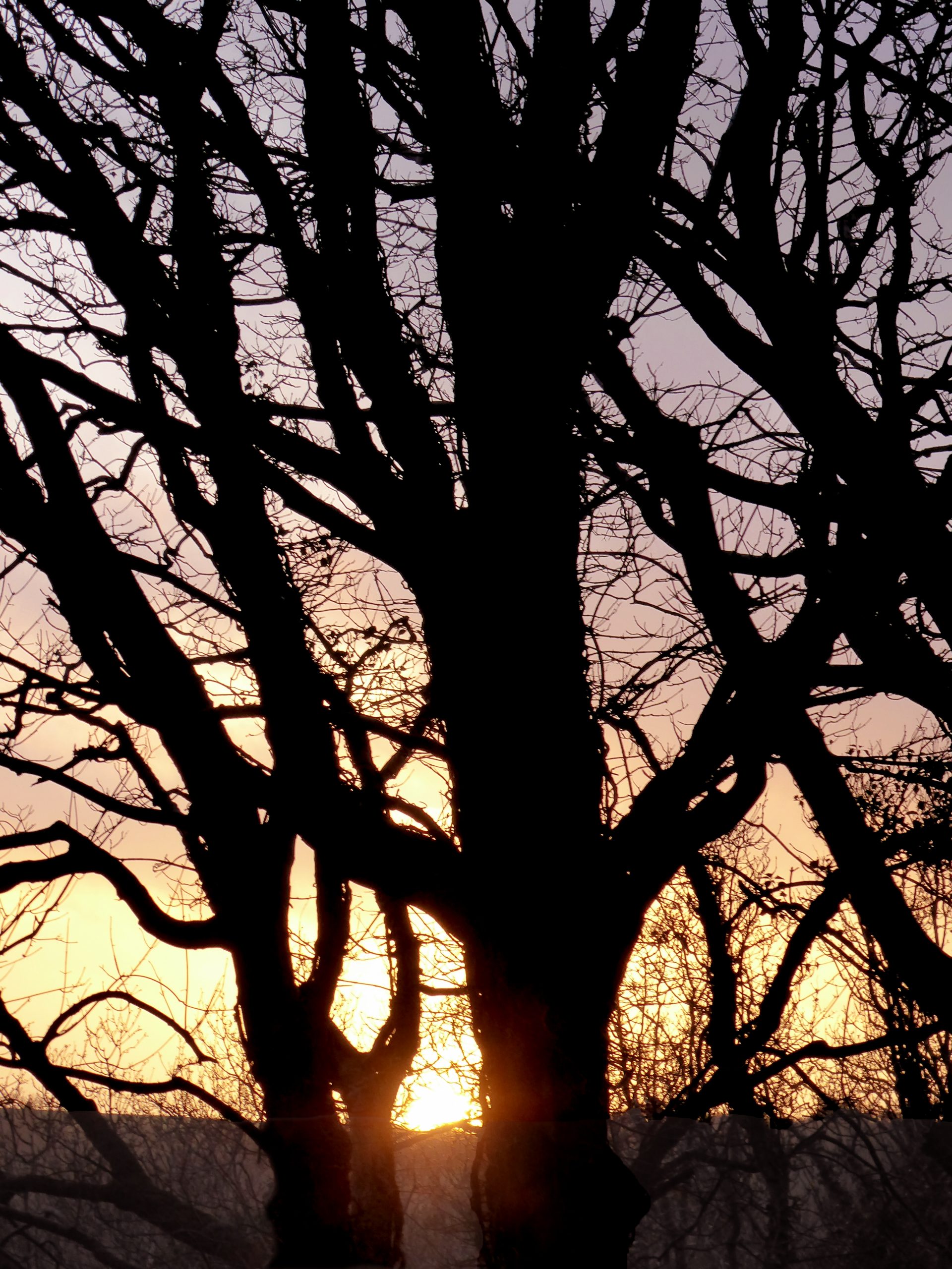Sunset silhouetted behind dark trees