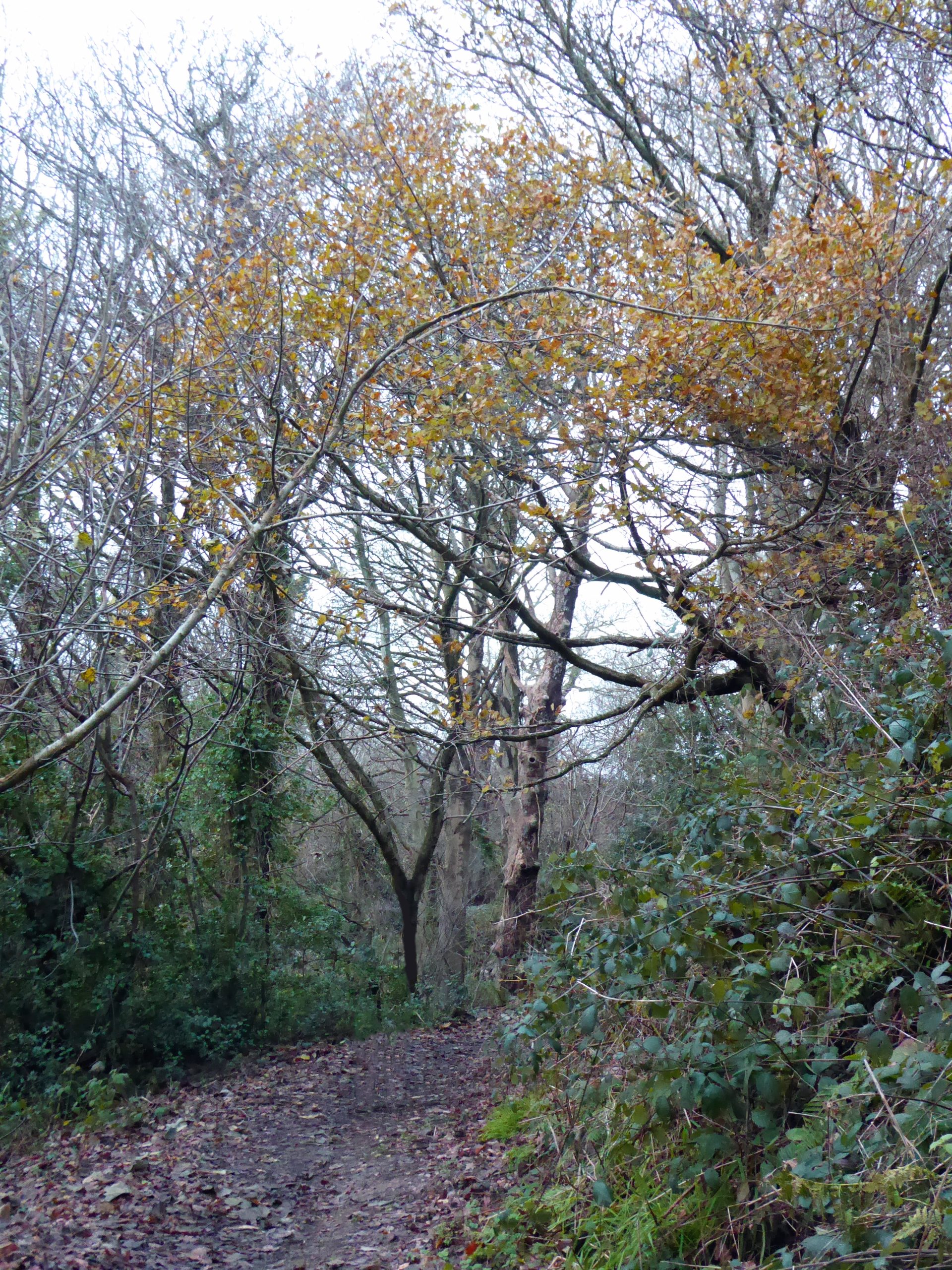 Autumn leaves in a forest of bare branches